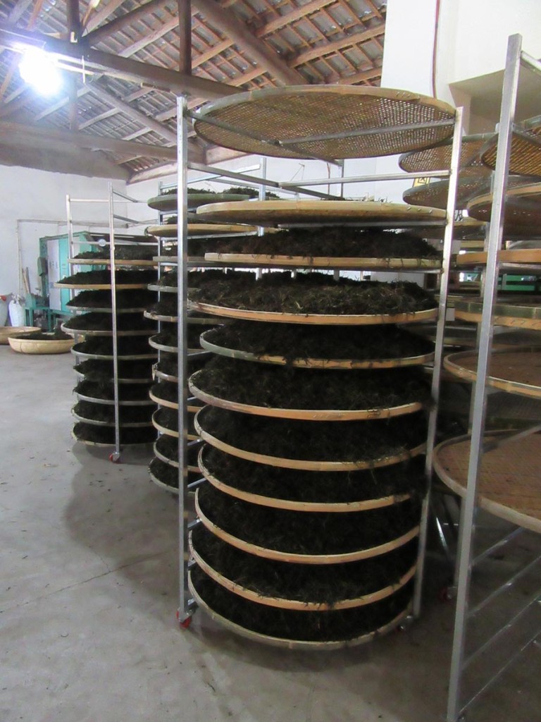 Zpracování čaje ve Wuiy (menší továrnička)